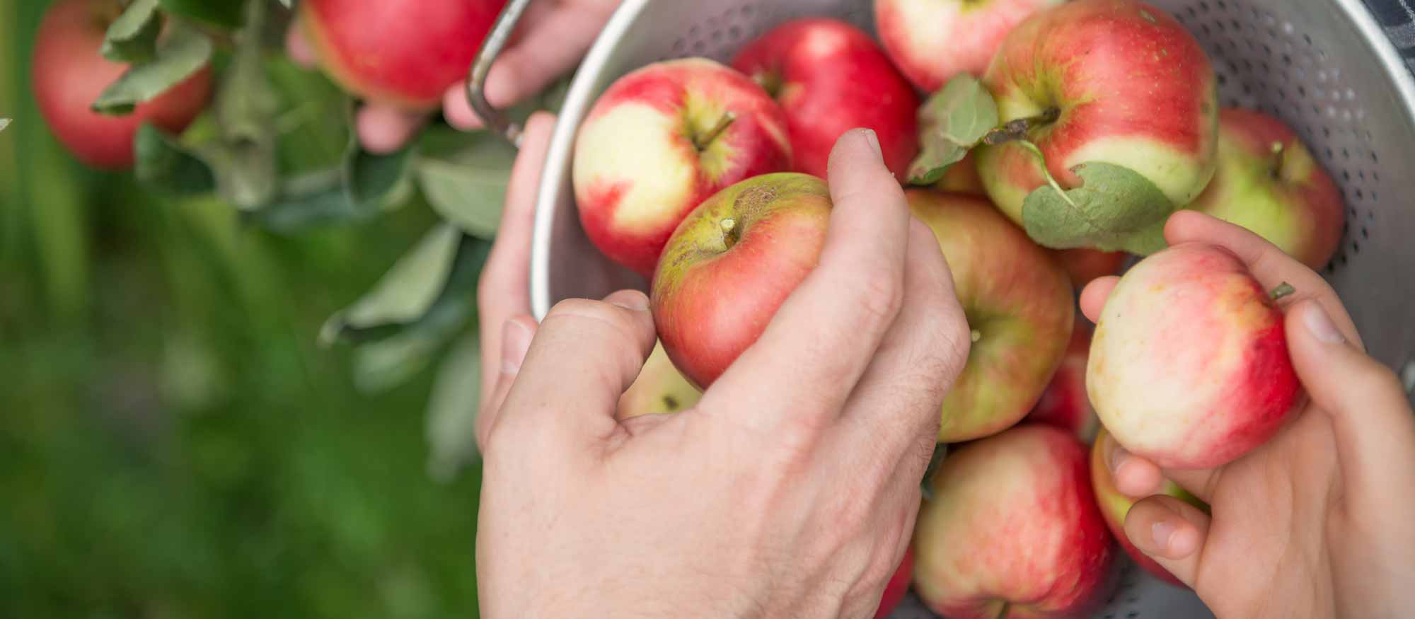 Händer som plockar röda äpplen och lägger de i en hink